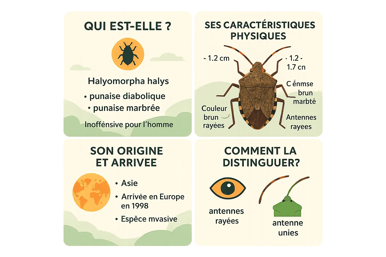 Punaise marron chez vous ? DĂ©couvrez son message đ”ïžââïž 8 punaise marbree infographie didentification rapide