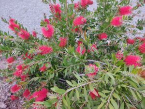 rince bouteille 7